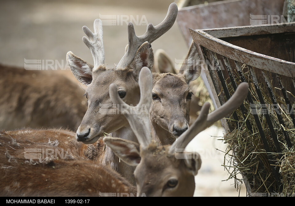 باغ وحش پارک ارم تهران