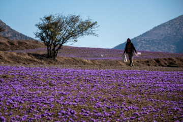 Cosecha de azafrán en el norte de Irán