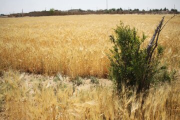 مزارع گندم وجو در سمنان