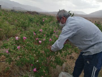 روزهای پایانی برداشت گل محمدی در دامغان