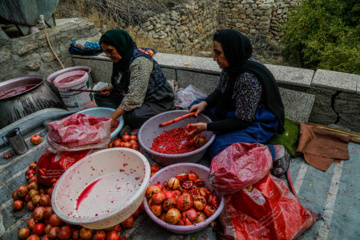 برداشت انار در «هورامان»