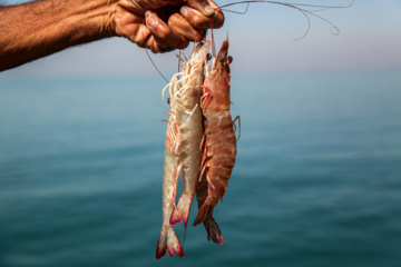 Pesca de camarones y peces en el Golfo Pérsico