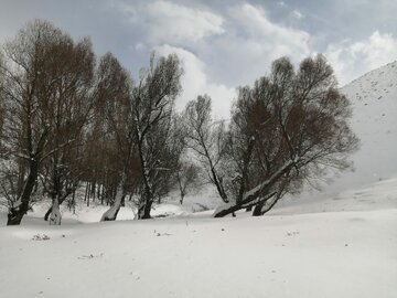 Snowy day in 1st days of winter in Tehran