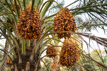 برداشت خرمای زاهدی