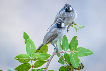 Birdwatching in Iran