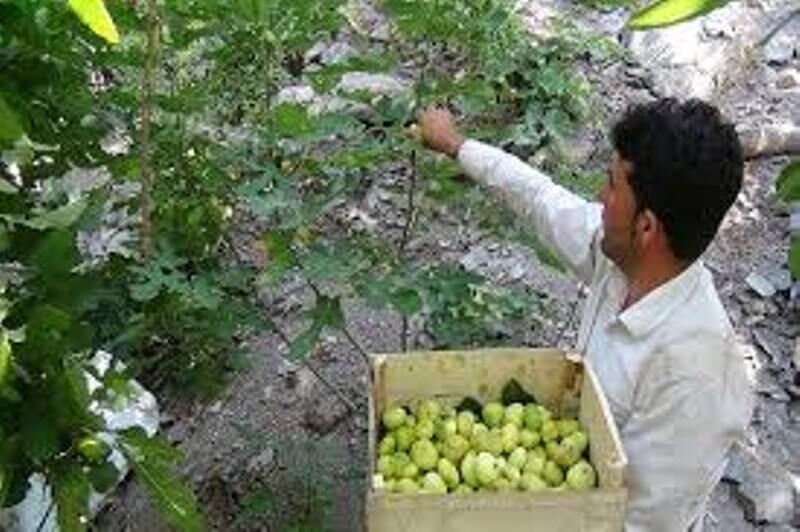 نبود صنایع تبدیلی، مشکل عمده باغداران شهرستان خفر اعلام شد