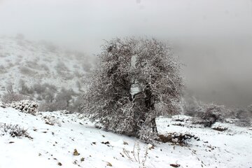 طبیعت پائیزی کوهستان