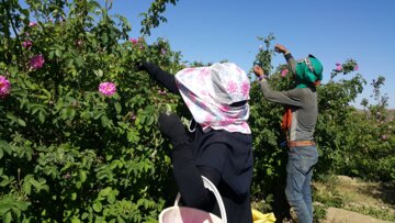 برداشت گل محمدی از مزارع «خوش آباد» ملایر