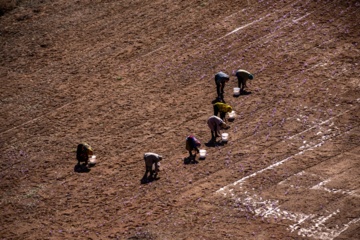 Cosecha de azafrán en el norte de Irán