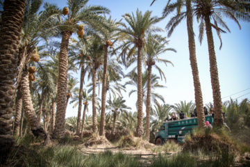 Arbaeen walk; Divaniyeh to Kufa route