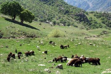 طبیعت بکر و هزار رنگ هرسین