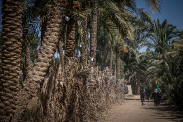 Arbaeen walk; Divaniyeh to Kufa route