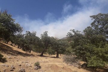 آتش در جنگلهای بلوط روستای هنجیران دوباره شعله‌ور شد