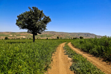 طبیعت زیبای بهاری بدرانلو