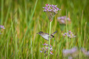 Birdwatching in Iran