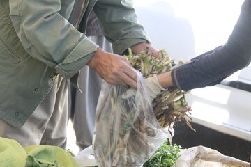 بازار گياهان خوراكي در مهاباد