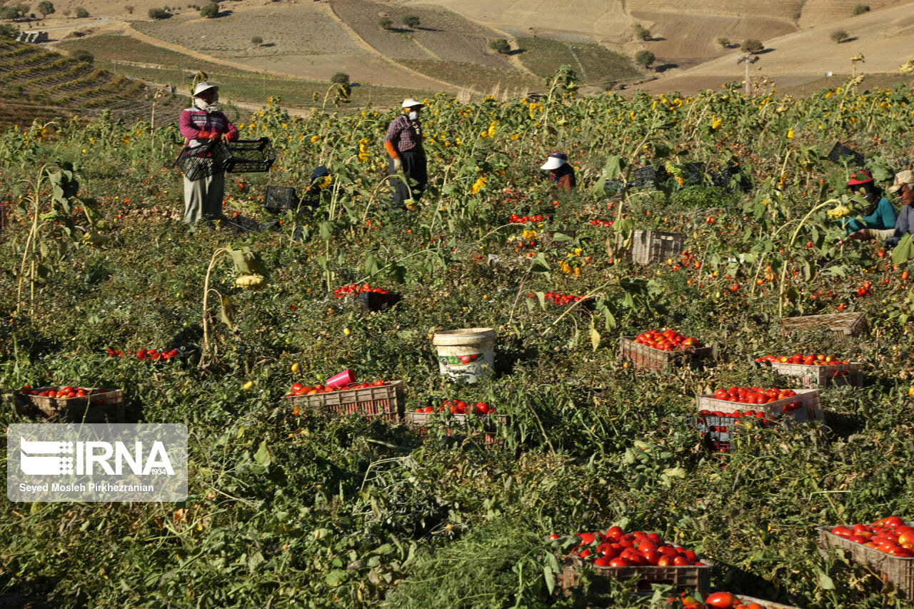 تشکیل ۵۹۶ اتحادیه صنفی کشاورزی