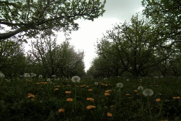 شکوفه باران باغات گیلاس اشنویه