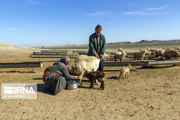 صندوق بیمه اجتماعی کشاورزان راه تضمین اقتصاد روستاییان گلستان   