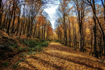 L'automne dans les forêts hyrcaniennes expose la magie de la nature dans chaque feuille. Le paysage intact et pittoresque de ces forêts en automne montre l'importance historique et la diversité végétale de ce trésor naturel iranien. 