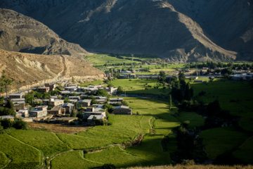 Terraced cultivation of rice in northern Iran