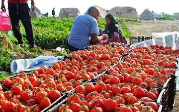 آغاز برداشت محصول گوجه فرنگی از مزارع استان قزوین