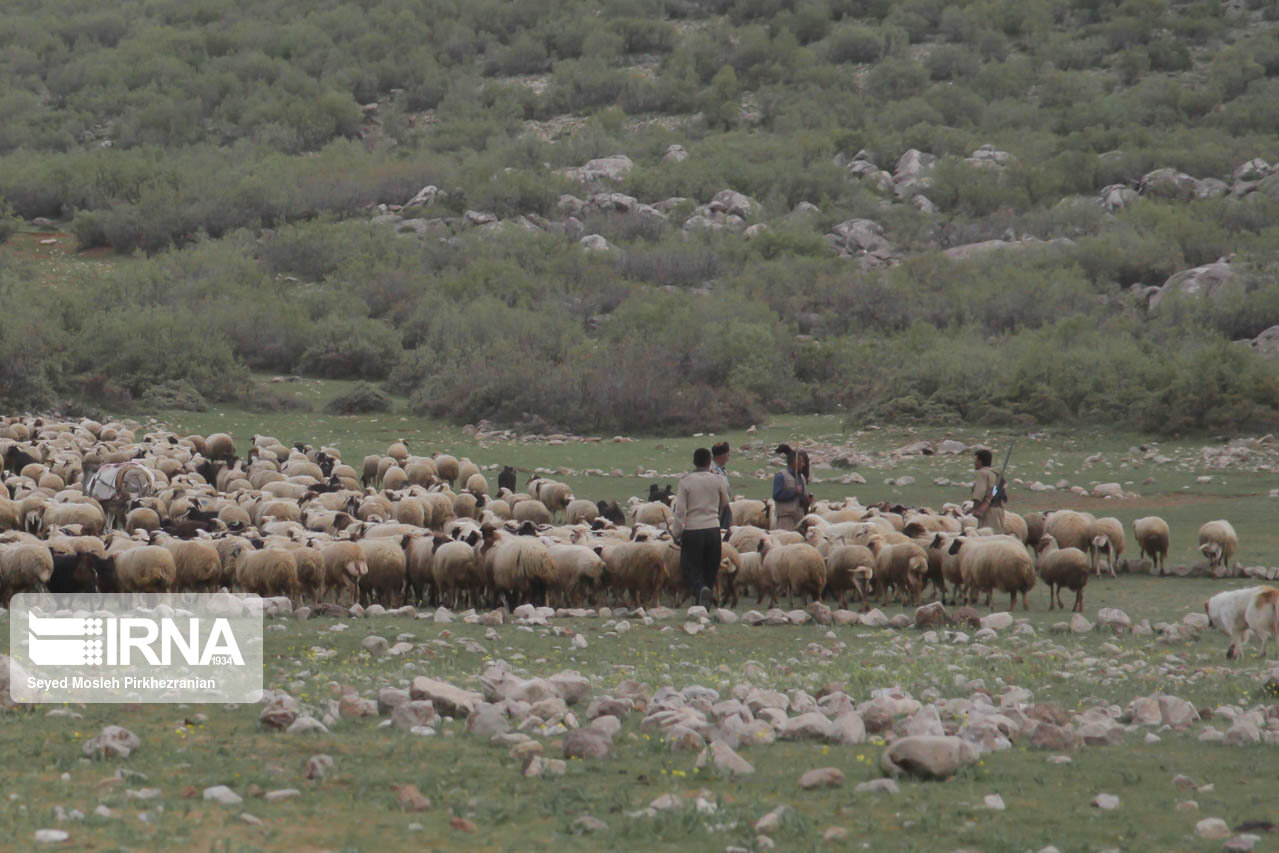 روش تلقیح مصنوعی روی دام‌های شهرستان خفر در حال انجام است