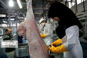 حدود ۹.۵ تن گوشت قرمز غیرقابل مصرف در میاندوآب معدوم شد
