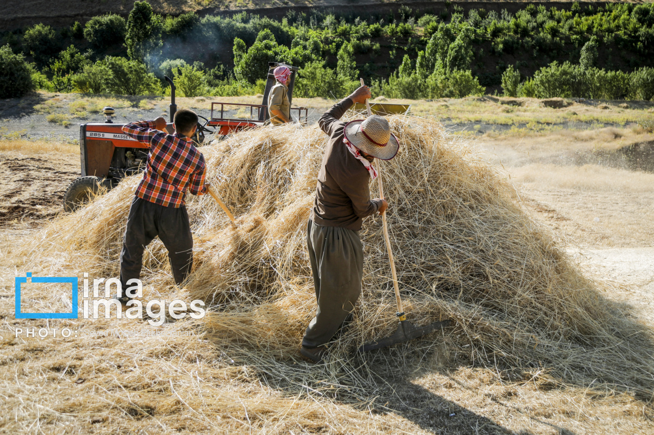 برداشت سنتی گندم از مزارع کردستان