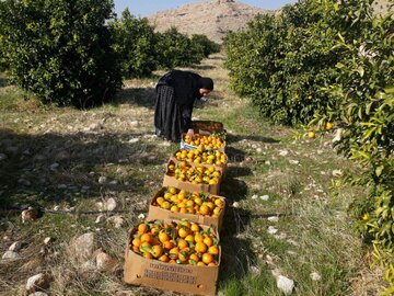 پیش‌بینی برداشت بیش از ۳۲ هزار تن مرکبات در شهرستان خفر