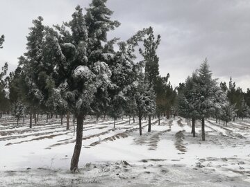 برف و بوران زمستانی و سفیدپوش شدن دامغان