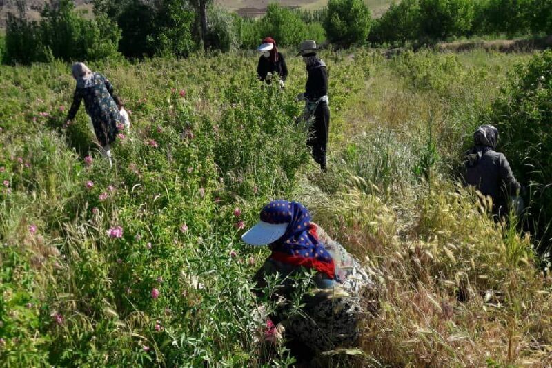 ۳۲ تن گل محمّدی از گلستان‌های میاندوآب برداشت شد