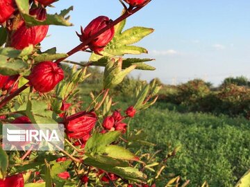 برداشت محصول چای ترش در فنوج سیستان و بلوچستان آغاز شد