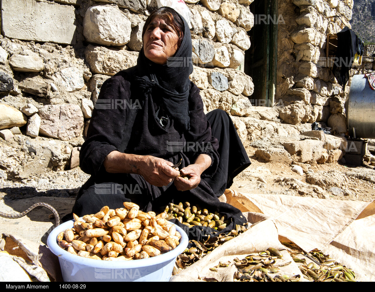 فصل جمع آوری بَلیط (بلوط)