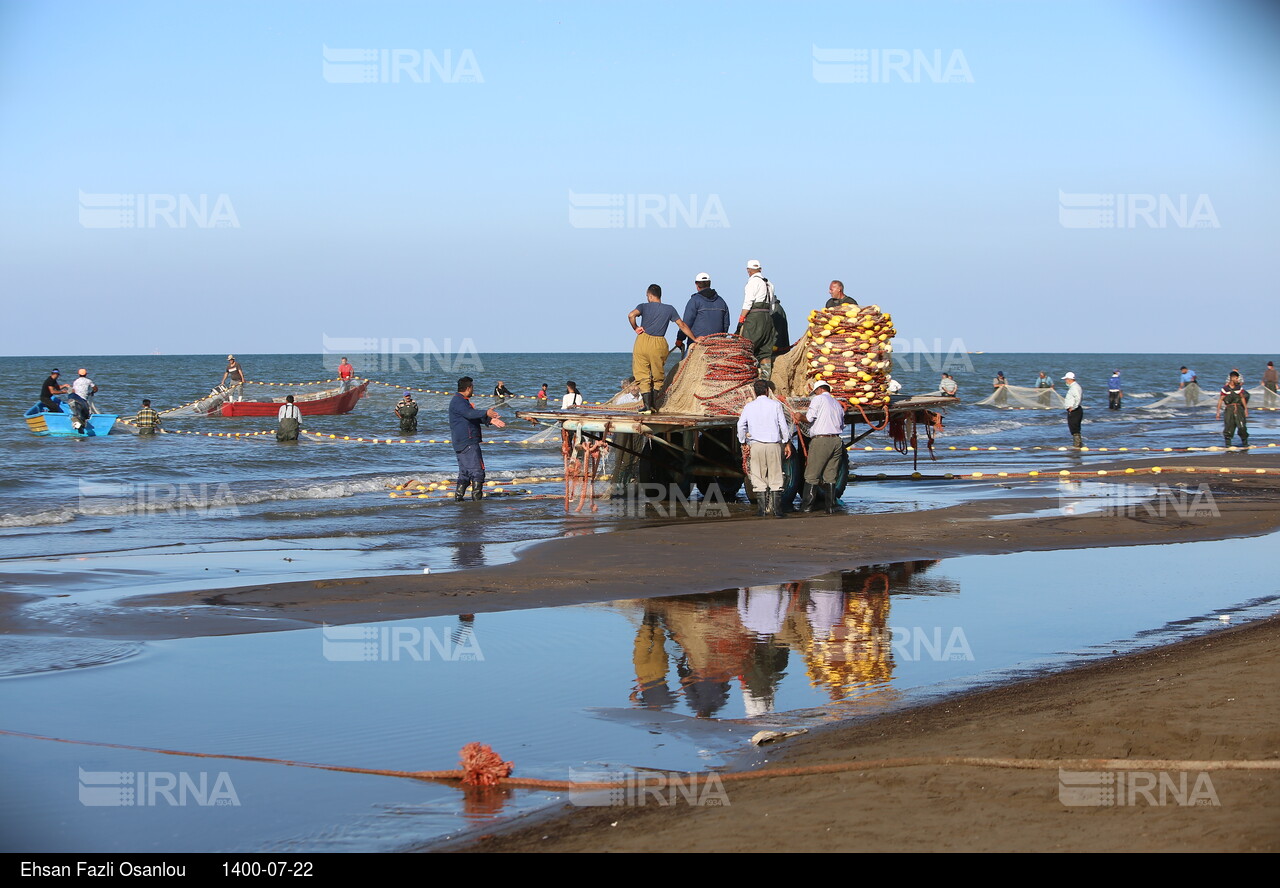 آغاز صید ماهیان استخوانی در دریای خزر