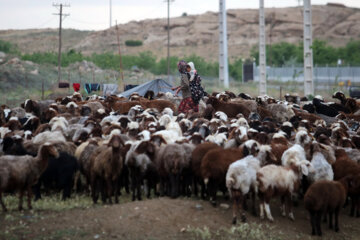 زندگی عشایر در مراتع همدان