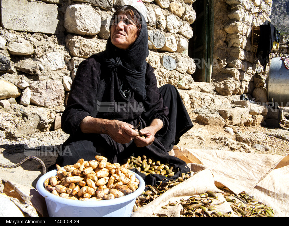 فصل جمع آوری بَلیط (بلوط)