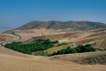 برداشت نخود در شهرستان دلفان