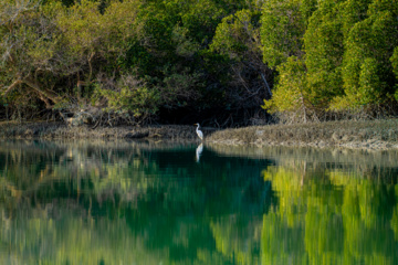 Zone humide de Khor Azini (Sirik) : une richesse de biodiversité au sud de l’Iran