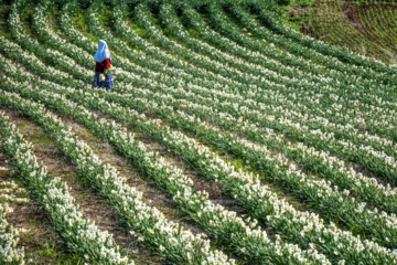 Iran : récolte des narcisses dans la province du Golestan 