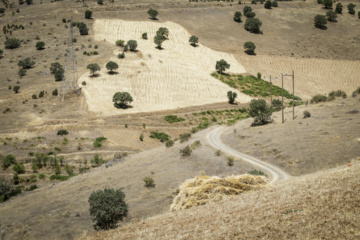 Traditional wheat harvest in western Iran