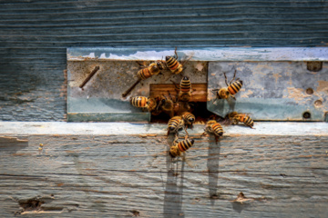 Bee  Breeding