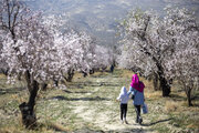 شکوفه‌ زدن درختان حاشیه دریاچه مهارلو شیراز در زمستان