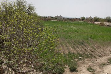 کوچه باغ های سمنان در بهار 1400