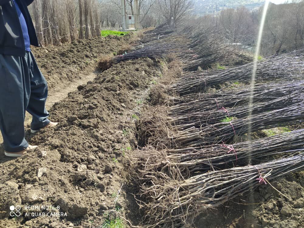 ۲۵ هزار اصله نهال در روستاهای سروآباد توزیع شد