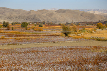 برداشت پنبه از مزارع خراسان شمالی