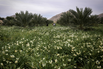 برداشت گل نرگس در کازرون