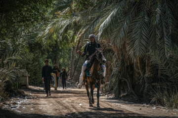 Arbaeen walk; Divaniyeh to Kufa route