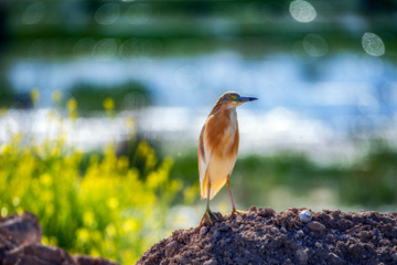 World Migratory Bird Day