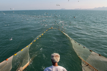 Pesca de camarones y peces en el Golfo Pérsico